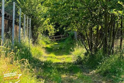 Teren Construcții extravilan de 2737 mp, în Dobârlău - 3