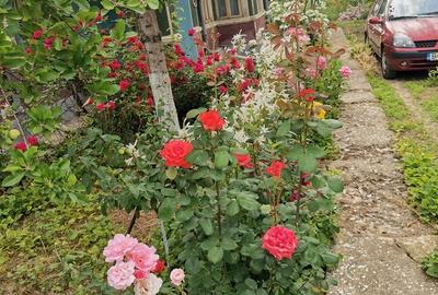 Cosereni, Ialomita - 4