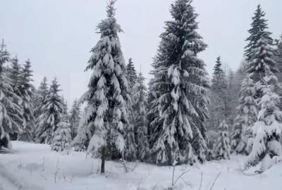 Teren 10,75 ari, intravilan Colibita, cu utilitati - 5