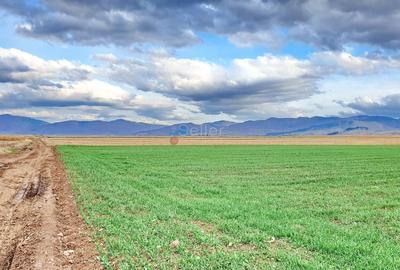 Teren agricol extravilan de 8400 mp, în Tărlungeni - 2