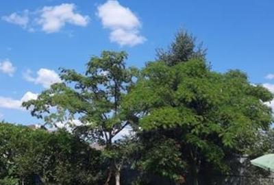 Trapezului Vand teren intravilan in zona Drumul Lunca Prutului - 1