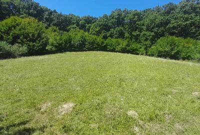 Teren de 5000 mp, în Viișoara - 2