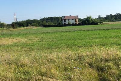 Teren Periș, Ilfov, Padurea Scrovistea - 2