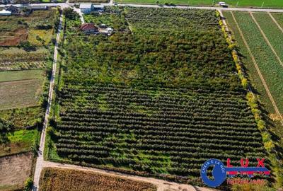 ID 7785 Livada Sabangia DE VANZARE - 1