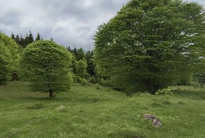 Spațiu comercial, în Mlăceni - 6