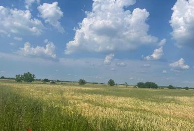 Teren intravilan de 954 mp, în Cernica - 2