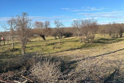 Teren- intravilan in DELTA- loc BALTENII DE JOS - 7