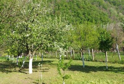 Teren de 1000 mp, în Central - 6