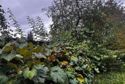 Casa complet renovata, pentru locuin?a sau pensiune t... Casa complet renovata, pentru locuin?a sau pensiune t... - 18