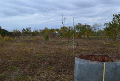 Casa + teren 3.500 mp + anexe gospodare?ti Scor?aru Vechi - 2