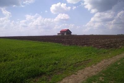 Păcurari-Platou Beldiman ( LA STEJARI SECULARI ) 490 mp , oportunitate reala - 7