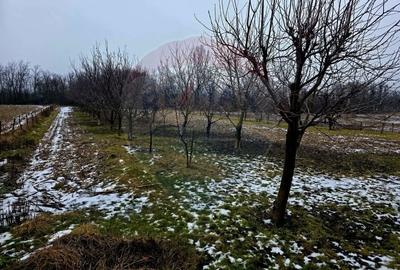 Teren Construcții intravilan de 4516 mp, în Doina - 28