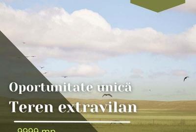 Oportunitate unica! Teren extravilan, 9999 mp, Pecica - 1