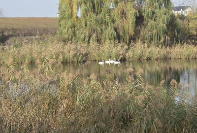 Teren intravilan 17850 mp cu vedere la lac – Balotesti - 6