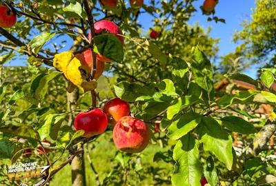 FILM! Proprietate traditionala,de poveste,cu 3.000 mp teren intravilan,Zagon,Cov - 3