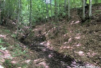 Casa de vacanta, cu lac, 5640 mp teren, Huta, com. Chiuiesti, jud. Cluj Casa de vacanta, cu lac, 5640 mp teren, Huta, com. Chiuiesti, jud. Cluj - 27