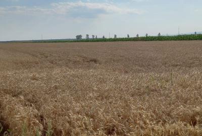 Teren de 12000 mp, în Țintești - 6