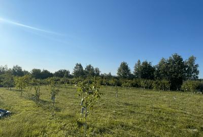 Teren de vanzare la 20 km de Baia Mare - 9
