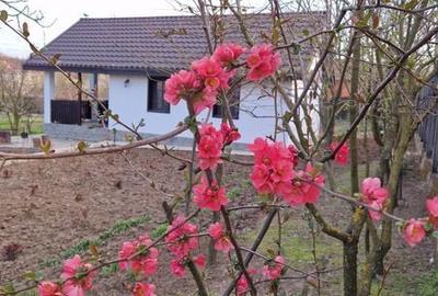 Casă cu 1 camere cu Teren 2000 Mp în Lăpuș Argeș - 1