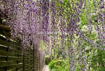 Vanzare Vila Baneasa - Willbrook - cu Deschidere la Padure ! Vanzare Vila Baneasa - Willbrook - cu Deschidere la Padure ! - 25