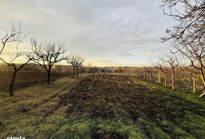 Casă cu 3 camere în Paleu - 3