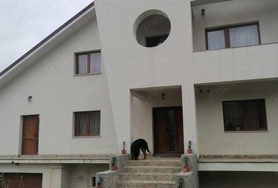 Casă cu Teren 1000 Mp în Bucium - 3