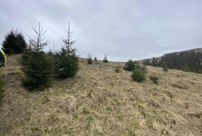 Teren intravilan pasune - zona Dichiu 5E - 3