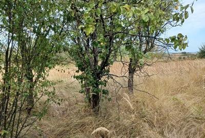 Casă cu 2 camere cu Teren 3100 Mp în Diculești - 4