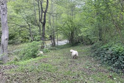 Oportunitate unica ! Proprietate in parc na?ional pe malul Cernei ! - 9
