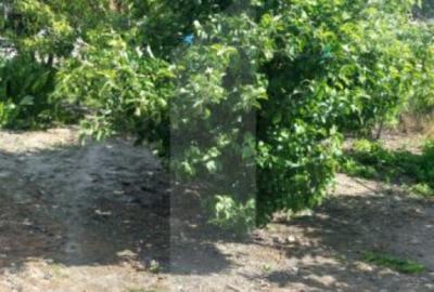 Blitz va ofera spre vanzare casa in Covasan? - 7