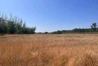 Teren agricol cu potential 24.834 mp, zona Podul Jiului Teren agricol cu potential 24.834 mp, zona Podul Jiului - 2