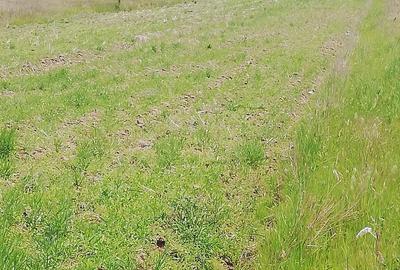 Teren de 5000 mp, în Șimnicu de Jos - 4