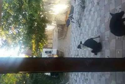 Casă cu 3 camere cu Teren 230 Mp în Central - 5