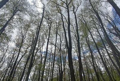 Teren de 26 mp, în Pietroasele - 1