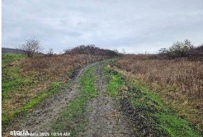 Teren de 24200 mp, în Muntenii de Jos - 12