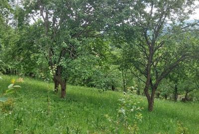 Teren de 3150 mp, în Poiana - 2