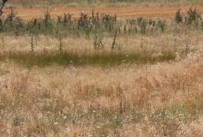 Teren de 517 mp, în Techirghiol - 4