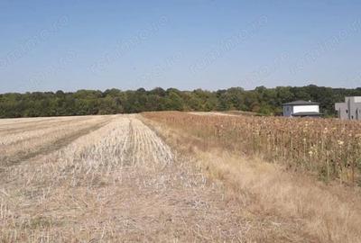 Teren de 1500 mp, în Moara Vlăsiei
