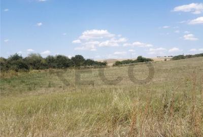 RECO, Teren in Pausa, Nojorid - 3