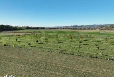 Spațiu comercial, în Aușeu - 7