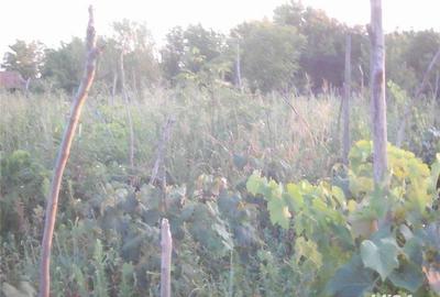 Casă cu 5 camere cu Teren 2800 Mp în Corabia - 3