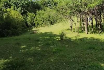 Teren de 7104 mp, în Șișești - 6