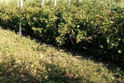 Casă cu 6 camere în Voinești - 4