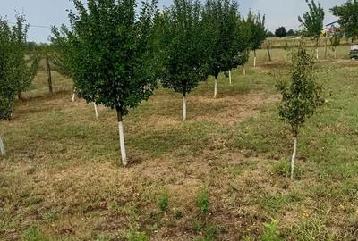 Teren de 2400 mp, în Brădești - 7