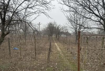 Teren de 1200 mp, în Coșoveni - 3