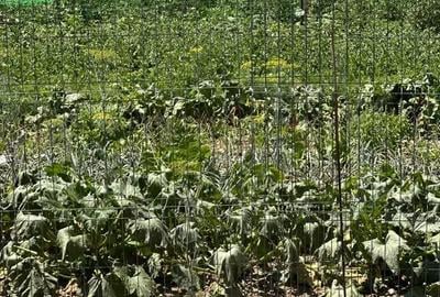 Casă cu 2 camere în Pericei - 1