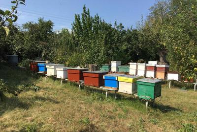 Casă cu 4 camere în Ireasca - 4