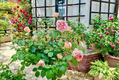 IANCU NICOLAE/ GRADINA SUPERBA/LOCURI DE PARCARE/SPATII GENEROASE - 59