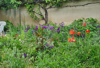 Oportunitate! Casa Bod pe un singur nivel, teren 980 mp pivnita, garaj ,mobilata - 5