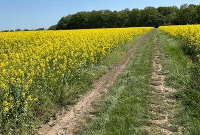 Teren de 13500 mp, în Dascălu